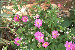 Fall In Love Sweetly Anemone (Anemone 'Fall In Love Sweetly') at Lurvey Garden Center