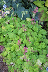 Primo Pretty Pistachio Coral Bells (Heuchera 'Pretty Pistachio') at Make It Green Garden Centre