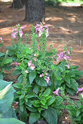 Berry Canary Tender Foxglove (Digiplexis 'Berry Canary') at Make It Green Garden Centre