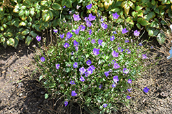 Violet Teacups Bellflower (Campanula carpatica 'Violet Teacups') at Make It Green Garden Centre