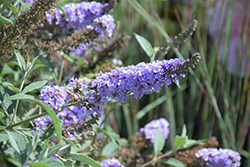 Monarch Glass Slippers Butterfly Bush (Buddleia 'Glass Slippers') at Lurvey Garden Center