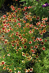 Satin & Lace Red Chiffon Tickseed (Coreopsis 'Red Chiffon') at Make It Green Garden Centre