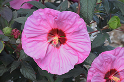 Summerific Berry Awesome Hibiscus (Hibiscus 'Berry Awesome') at Make It Green Garden Centre