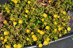 Delmara Yellow Ice Plant (Delosperma 'Delmara Yellow') at Make It Green Garden Centre