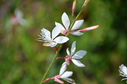 Sparkle White Gaura (Gaura lindheimeri 'Sparkle White') at Make It Green Garden Centre