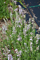 Ellagance Pink Lavender (Lavandula angustifolia 'Ellagance Pink') at Make It Green Garden Centre