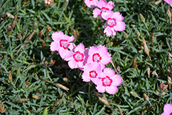 Mountain Frost Pink Twinkle Pinks (Dianthus 'KonD1060K3') at Make It Green Garden Centre
