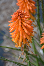 Poco Orange Torchlily (Kniphofia 'Poco Orange') at Make It Green Garden Centre