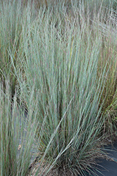 Prairie Blues Bluestem (Schizachyrium scoparium 'Prairie Blues') at Make It Green Garden Centre