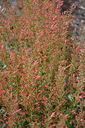 Kudos Red Hyssop (Agastache 'Kudos Red') at Make It Green Garden Centre