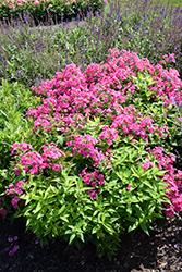Ka-Pow Pink Garden Phlox (Phlox paniculata 'Balkapopink') at Make It Green Garden Centre
