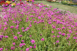 Fireworks Gomphrena (Gomphrena pulchella 'Fireworks') at Make It Green Garden Centre