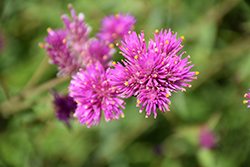 Fireworks Gomphrena (Gomphrena pulchella 'Fireworks') at Make It Green Garden Centre