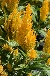 Century Yellow Celosia (Celosia 'Century Yellow') at Make It Green Garden Centre