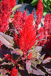Century Red Celosia (Celosia 'Century Red') at Make It Green Garden Centre