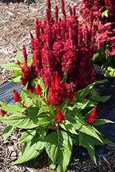Fresh Look Red Celosia (Celosia 'Fresh Look Red') at Make It Green Garden Centre