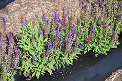 New Dimension Blue Sage (Salvia nemorosa 'PAS889972') at Make It Green Garden Centre