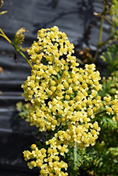 Milly Rock Yellow Yarrow (Achillea millefolium 'FLORACHYEo') at Make It Green Garden Centre