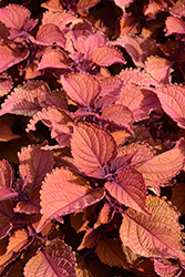 Wall Street Coleus (Solenostemon scutellarioides 'Wall Street') at Make It Green Garden Centre