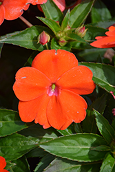 SunPatiens Vigorous Orange New Guinea Impatiens (Impatiens 'SAKIMP056') at Make It Green Garden Centre