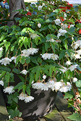 Illumination White Sparkle Begonia (Begonia 'Illumination White Sparkle') at Make It Green Garden Centre