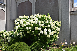 Diamantino Hydrangea (Hydrangea paniculata 'REN101') at Make It Green Garden Centre