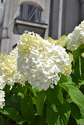 Diamantino Hydrangea (Hydrangea paniculata 'REN101') at Make It Green Garden Centre