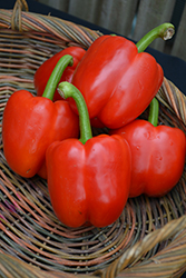 Red Bell Pepper (Capsicum annuum 'Red Bell') at Make It Green Garden Centre