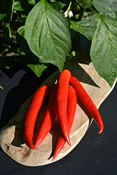 Super Chili Pepper (Capsicum annuum 'Super Chili') at Make It Green Garden Centre