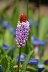 Orchid Primrose (Primula vialii) at Make It Green Garden Centre