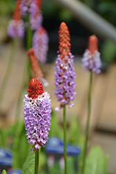 Orchid Primrose (Primula vialii) at Make It Green Garden Centre