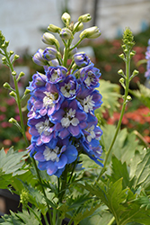 Aurora Blue Larkspur (Delphinium 'Aurora Blue') at Make It Green Garden Centre
