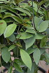 Wax Plant (Hoya bilobata) at Make It Green Garden Centre