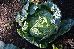 Savoy Cabbage (Brassica oleracea var. sabauda) at Make It Green Garden Centre