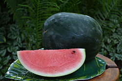 Sugar Baby Watermelon (Citrullus lanatus 'Sugar Baby') at Make It Green Garden Centre