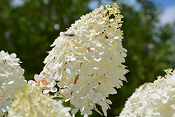 Vanilla Strawberry Hydrangea (Hydrangea paniculata 'Renhy') at Make It Green Garden Centre