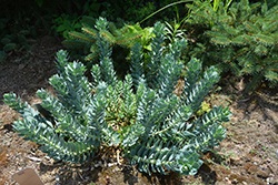 Donkey-Tail Spurge (Euphorbia myrsinites) at Make It Green Garden Centre