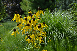 Gray-headed Coneflower (Ratibida pinnata) at Make It Green Garden Centre