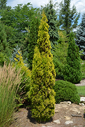 Amber Gold Arborvitae (Thuja occidentalis 'Jantar') at Make It Green Garden Centre