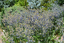 Blue Cap Sea Holly (Eryngium planum 'Blaukappe') at Make It Green Garden Centre