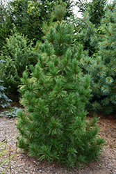 Columnar White Pine (Pinus strobus 'Fastigiata') at Make It Green Garden Centre