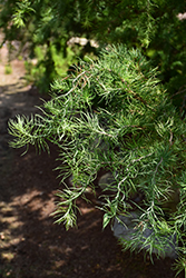 Diana Japanese Larch (Larix kaempferi 'Diana') at Make It Green Garden Centre