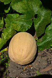 Cantaloupe Melon (Cucumis melo var. cantalupensis) at Make It Green Garden Centre
