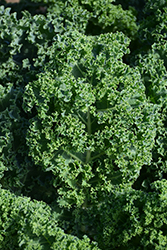 Kale (Brassica oleracea var. sabellica) at Make It Green Garden Centre