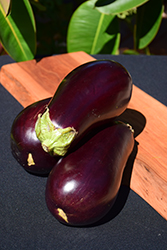 Eggplant (Solanum melongena) at Make It Green Garden Centre