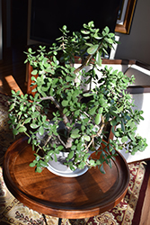 Jade Plant (Crassula ovata) at Make It Green Garden Centre