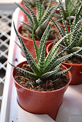 Zebra Plant (Haworthia fasciata) at Make It Green Garden Centre