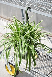 Variegated Spider Plant (Chlorophytum comosum 'Variegatum') at Make It Green Garden Centre