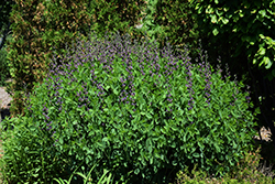 Twilite Prairieblues False Indigo (Baptisia 'Twilite') at Make It Green Garden Centre