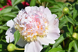 Top Brass Peony (Paeonia 'Top Brass') at Make It Green Garden Centre